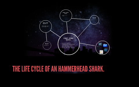 Hammerhead Shark Life Cycle