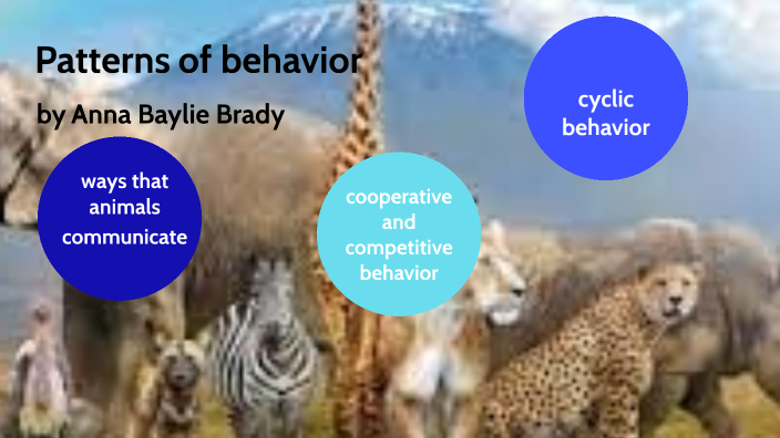 Their Behavior Patterns 10.4 patterns of behavior by Brady Walterscheid on Prezi