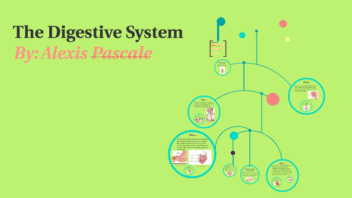 The Digestive System by Alexis Pascale on Prezi