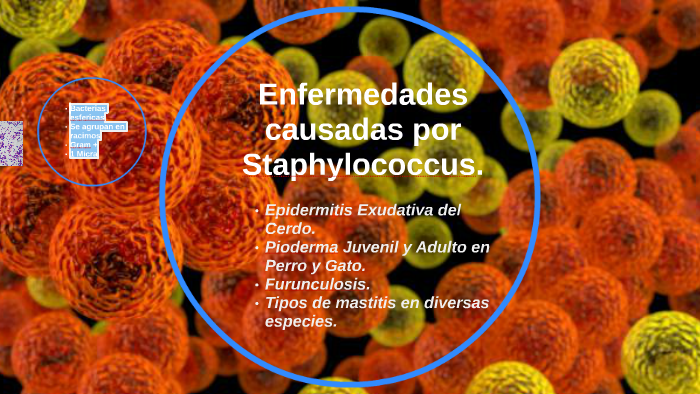 Enfermedades causadas por Staphilococcos. by Mónica Arriaga on Prezi