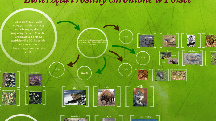 Zwierzęta i rośliny chronione w Polsce by Weronika Kogut on Prezi