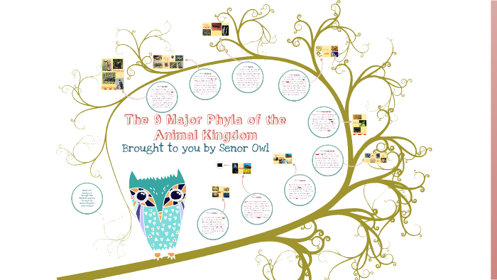The 9 Major Phyla of the Animal Kingdom by Lynne Gianelos