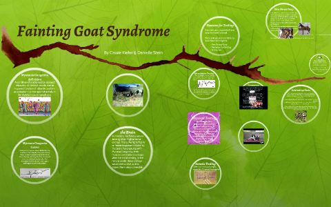 Fainting Goat Syndrome by cassie kiefer on Prezi