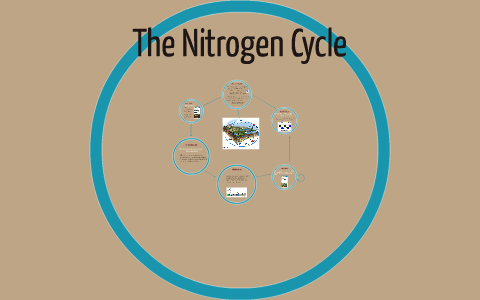 The Nitrogen Cycle by Emily Greenberg on Prezi