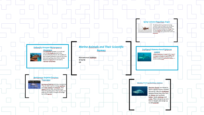 Marine Animals and Their Scientific Names by as as on Prezi