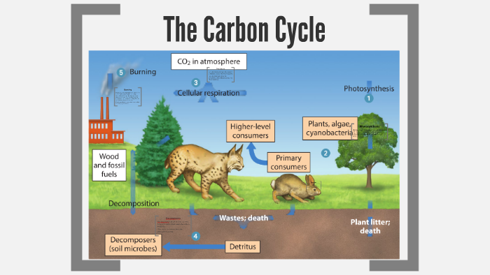 The Carbon Cycle by Hans Williams on Prezi