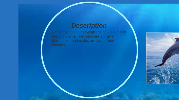 Bottlenose Dolphin by Leah Yonge on Prezi