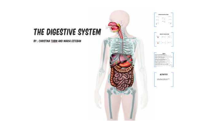 The Digestive System by Maria E on Prezi