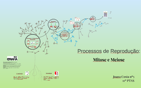 Mitose e meiose: Os dois processos de divisão celular - UOL Educação