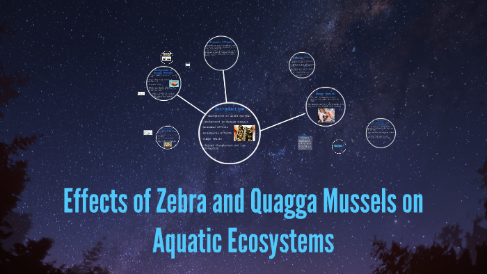 Effects of Zebra and Quagga Mussels on Aquatic Ecosystems by erica bond