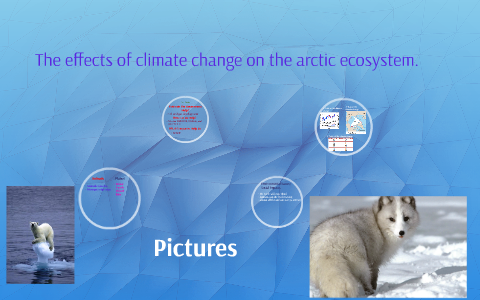 The effects of climate change on the arctic ecosystem. by tilak shah on ...
