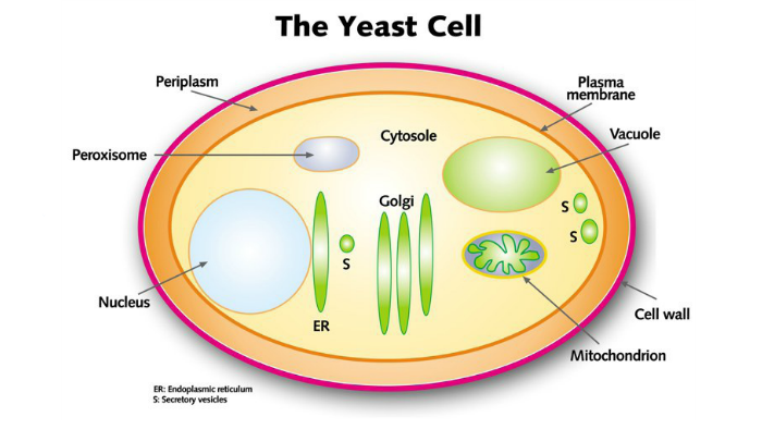 Where is the Yeast Cell located or found? by Jack Myers