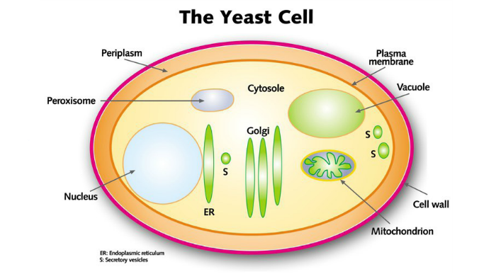 where-is-the-yeast-cell-located-or-found-by-jack-myers-on-prezi