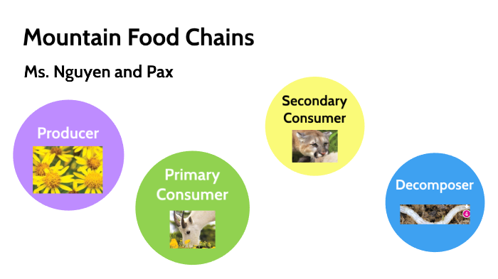 Food Chain by Phuong Nguyen on Prezi