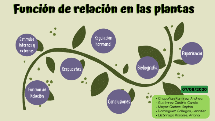 Funcion De Relacion En Las Plantas Mapa Conceptual - slingo
