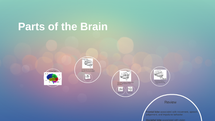 Parts of the Brain by Brigid O'Kane on Prezi