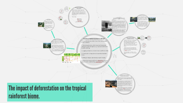 The impact of deforestation on the tropical rainforest biome by Brian ...