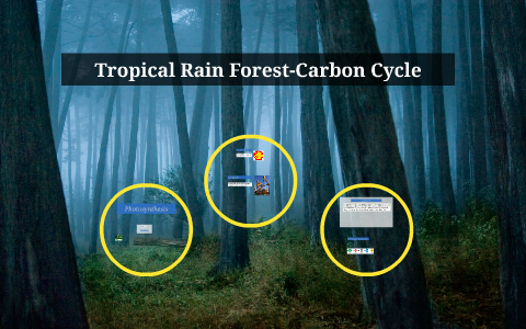 Tropical Rain Forest-Carbon Cycle by Daniel Soto on Prezi