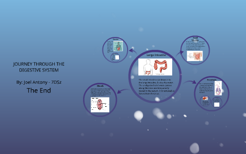 JOURNEY THROUGH THE DIGESTIVE SYSTEM By Joel Antony On Prezi