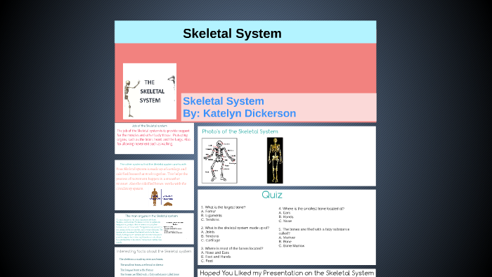 Skeletal System by Shawn Lovitt