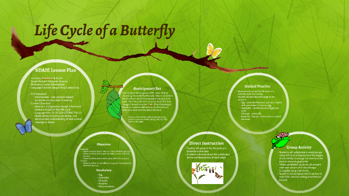 SDAIE Lesson Plan Life Cycle Of A Butterfly By Kristin Cruz