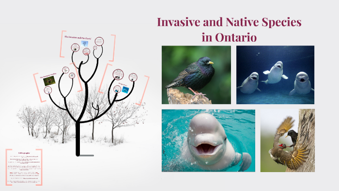 invasive-and-native-species-by-sarah-song-on-prezi