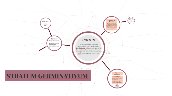 stratum-germinativum-by-cynthia-nguyen