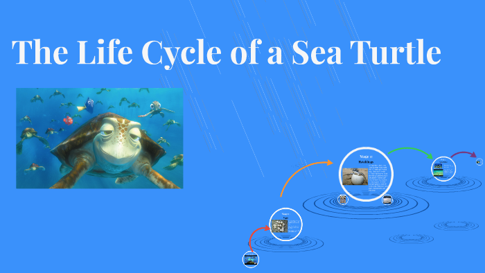 The Life Cycle of a Sea Turtle by Monica Garcia on Prezi