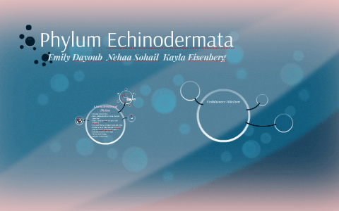 Phylum Echinodermata by Emily Dayoub on Prezi