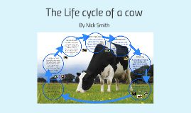 The Life Cycle Of A Cow By Melanie Hybinett