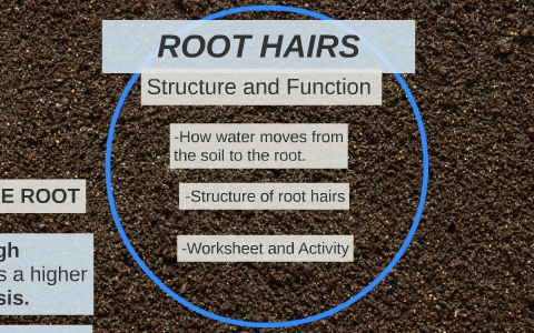 ROOT HAIRS, STRUCTURE AND FUNCTION by James Atherton on Prezi
