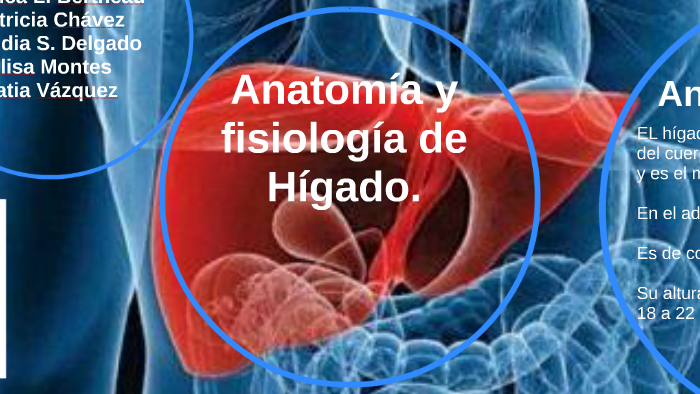 Anatomía Y Fisiología De Hígado By Jessica Bertheau 1821