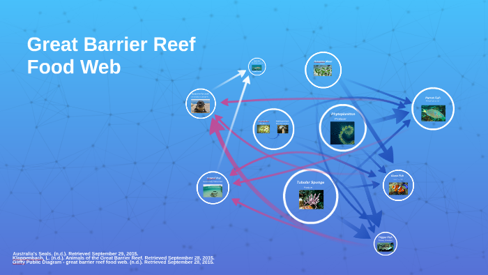 The Great Barrier Reef Food Web