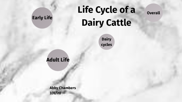 Life Cycle of a Dairy Cattle by Abigail Chambers on Prezi