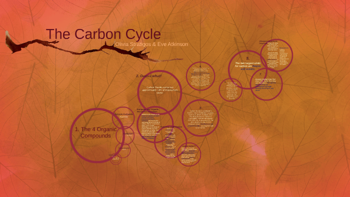 The Carbon Cycle by Olivia Stratigos on Prezi