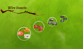 Wire Insects