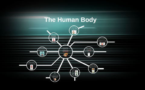The Human Body by Anna Bustamante on Prezi