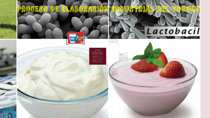 Proceso De ElaboraciÓn Del Yogurt By Romina Cassettai On Prezi