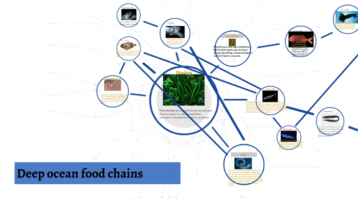 Deep Ocean Food Chain By Oakley Shelby