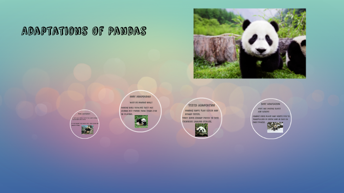 Adaptations Of Panda by Angelina Bello on Prezi