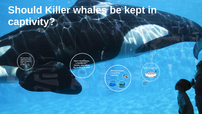 Should Killer whales be kept in captivity? by Rachel Lobo on Prezi