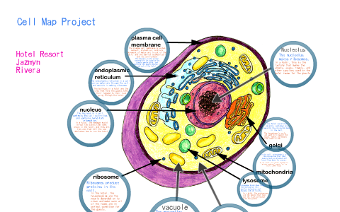 Cell Map Project by Jazmyn Riv on Prezi