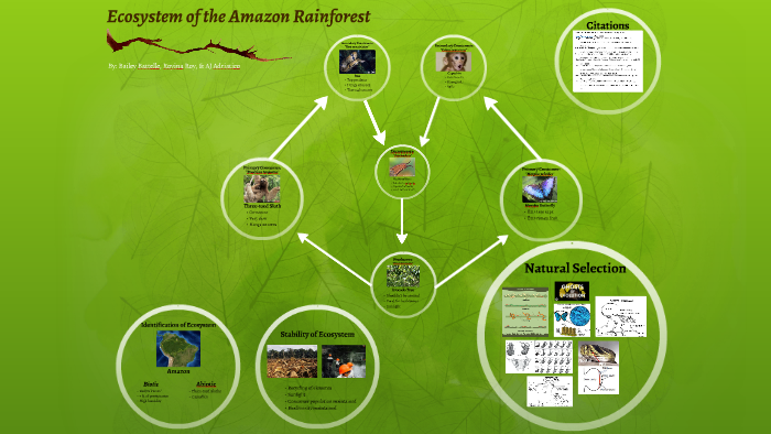 Ecosystem of the Amazon Rainforest by Apes Chan on Prezi