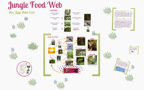 Jungle Food Web by Tae Sam Lee on Prezi