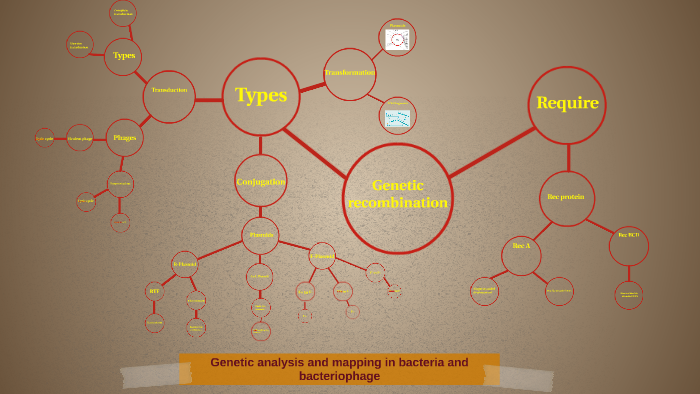 concept map by sara alaa on Prezi