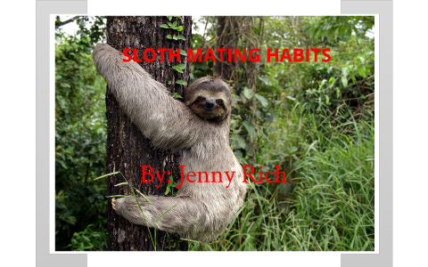 Sloth Mating Habits by Jenny Rich on Prezi