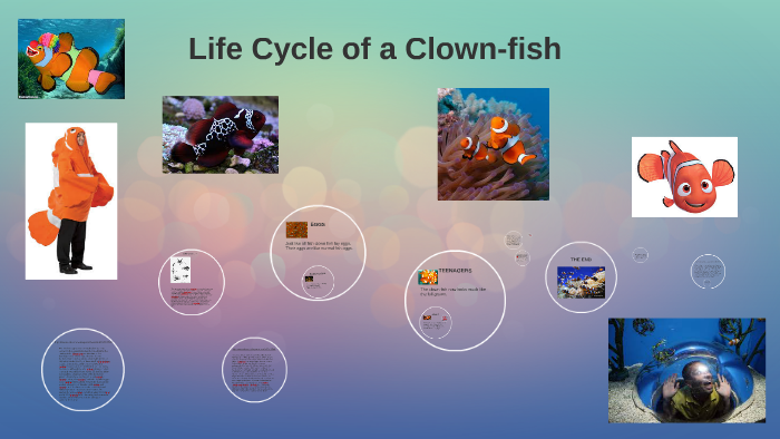 life cycle of a clown fish