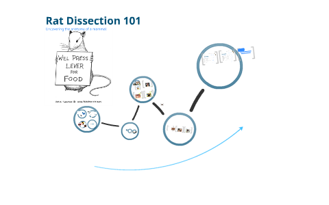 Rat Dissection 101 by Jessica Pimentel on Prezi