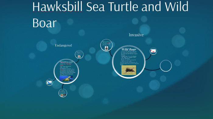 Hawksbill Sea Turtle and Wild Boar by keorie selden on Prezi