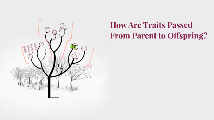 How Are Traits Passed From Parent To Offspring By Emily Miller